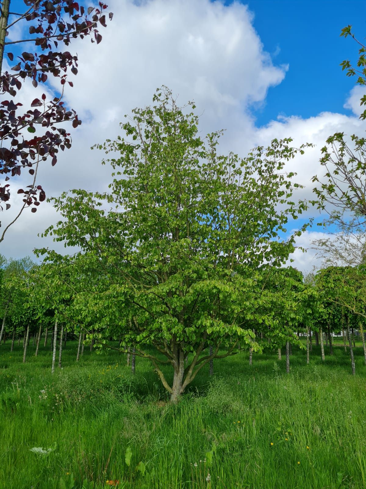 perzisch-ijzerhout Volwassen Perzische ijzerhoutboom | Meerstammig