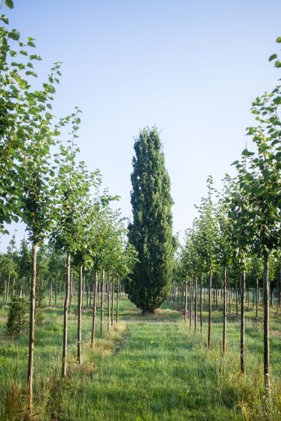 Volwassen Piramide eik | Laagstam