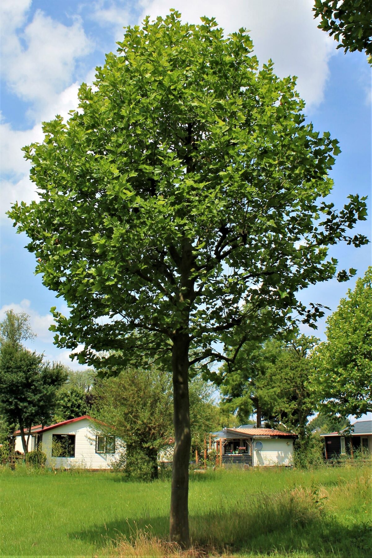 plataan Volwassen Plataan | Hoogstam