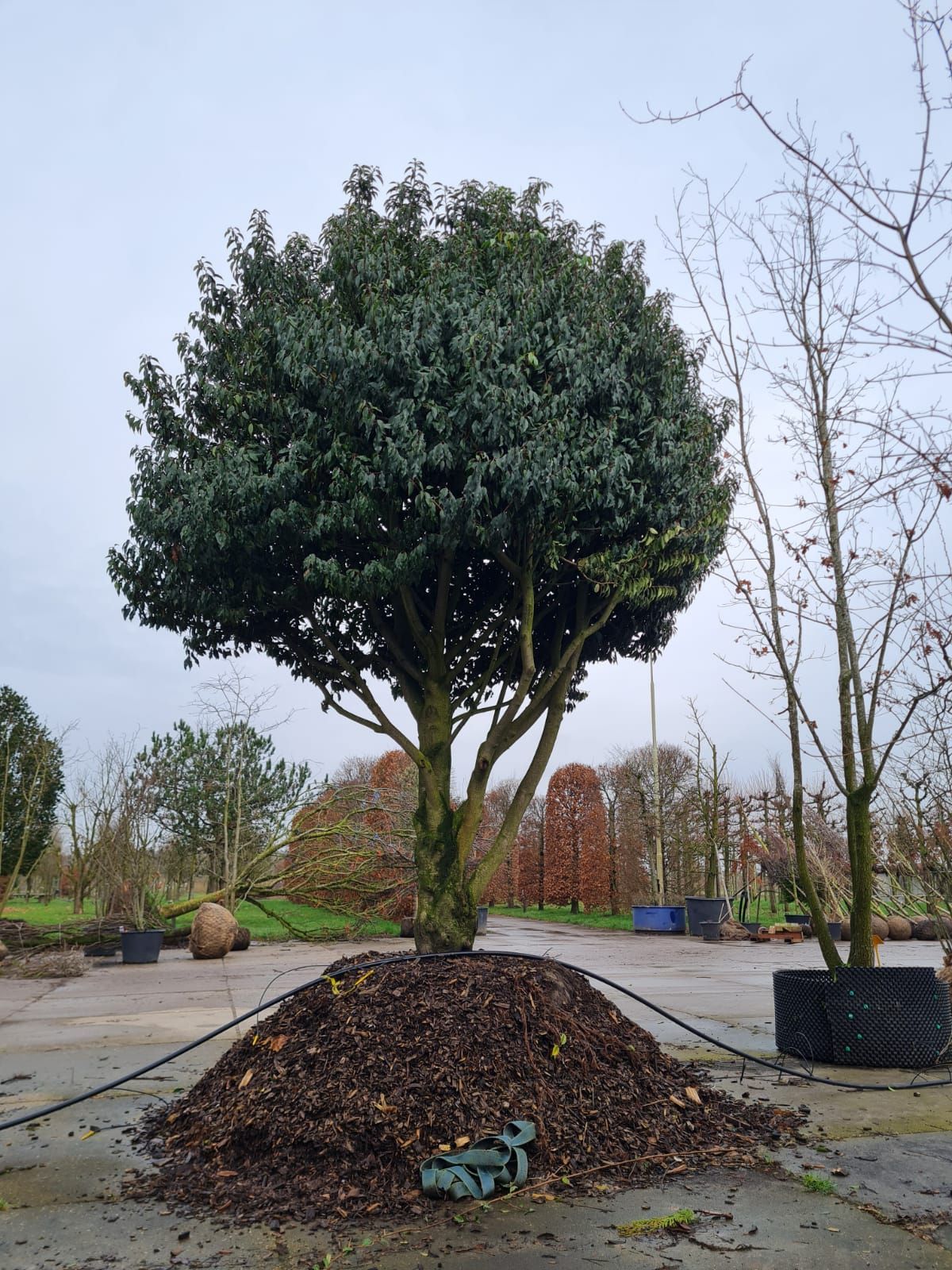 portugese-laurierkers Volwassen Portugese laurierkers | Meerstammig