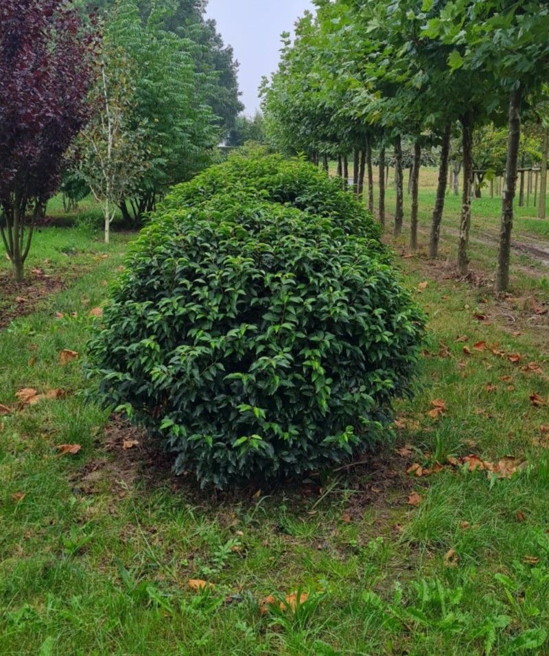 portugese-laurierkers Jonge Portugese laurierkers | Bolvorm