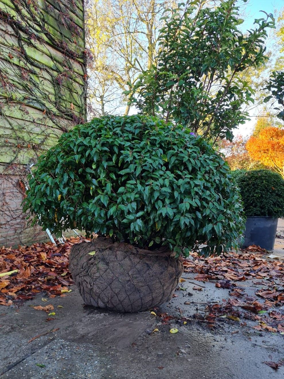 Jonge Portugese laurierkers 'Angustifolia' | Bolvorm