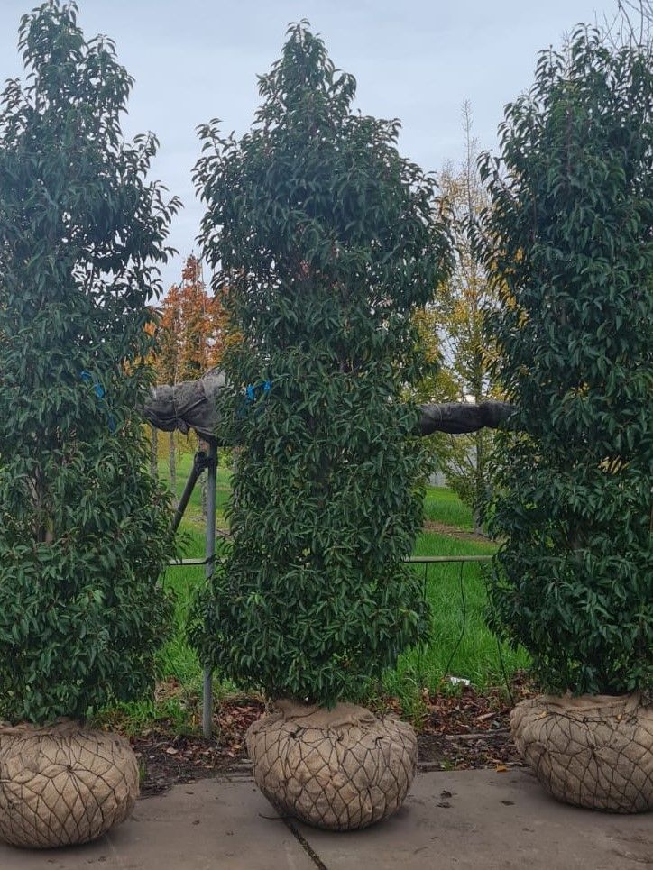 Volwassen Portugese laurierkers 'Angustifolia' | Struikvorm