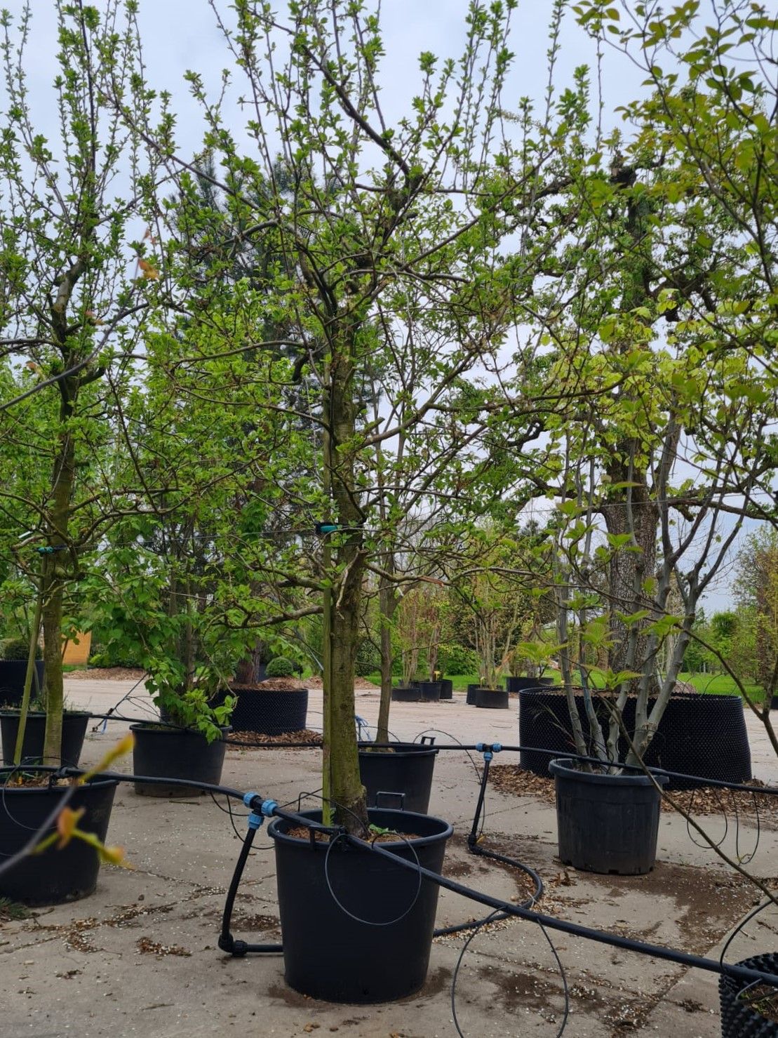 Jonge Pruimenboom 'Opal' | Halfstam