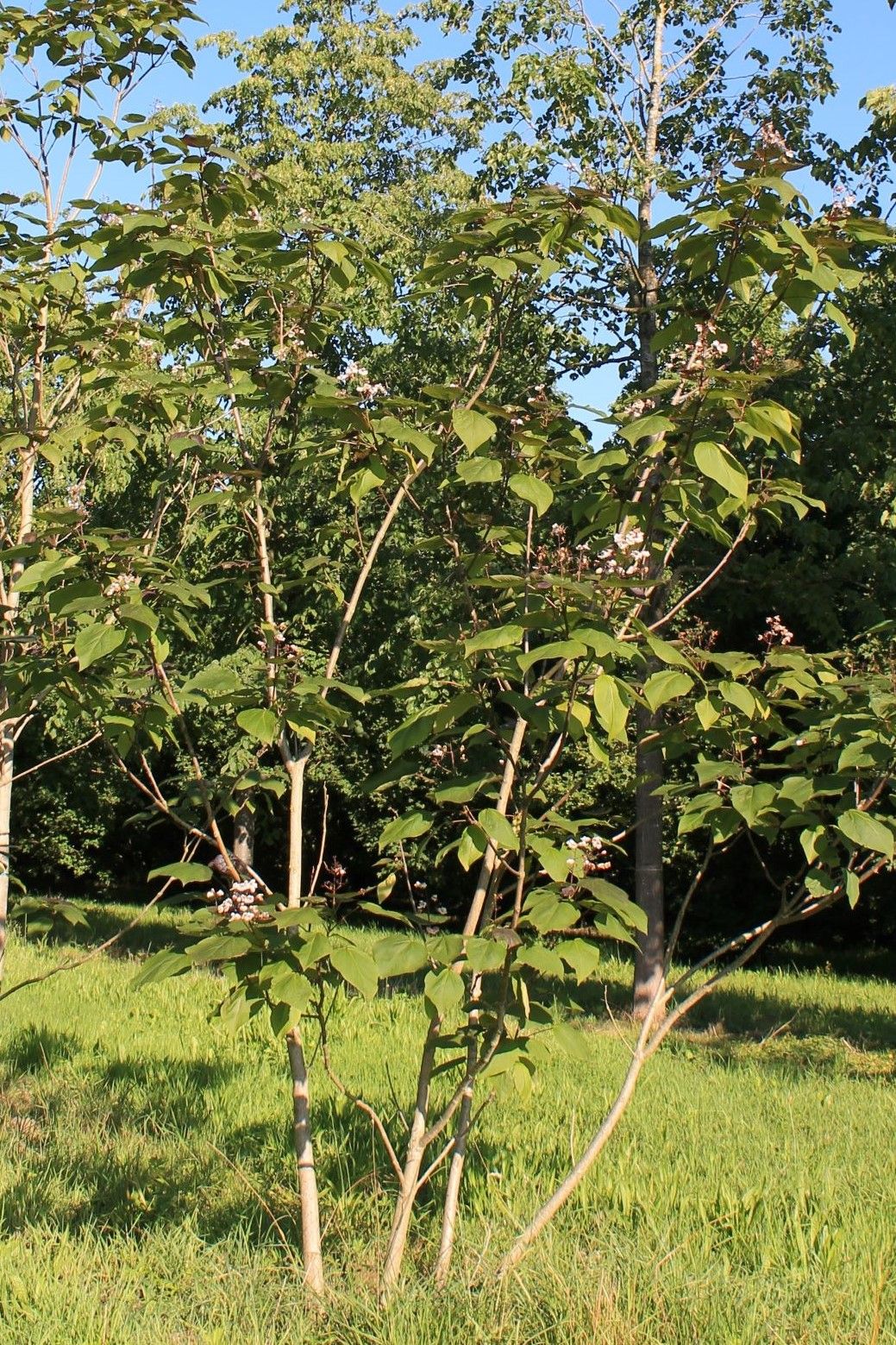 Jonge Purperen Trompetboom | Meerstammig