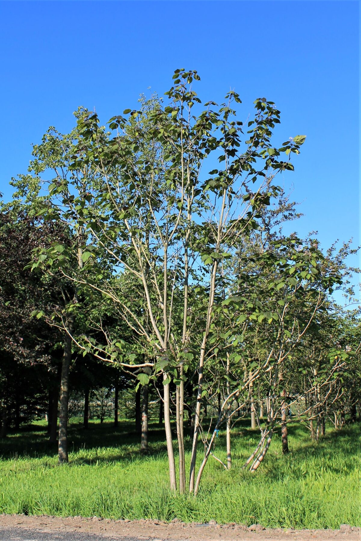 purperbladige-trompetboom Volwassen Purperen Trompetboom | Meerstammig