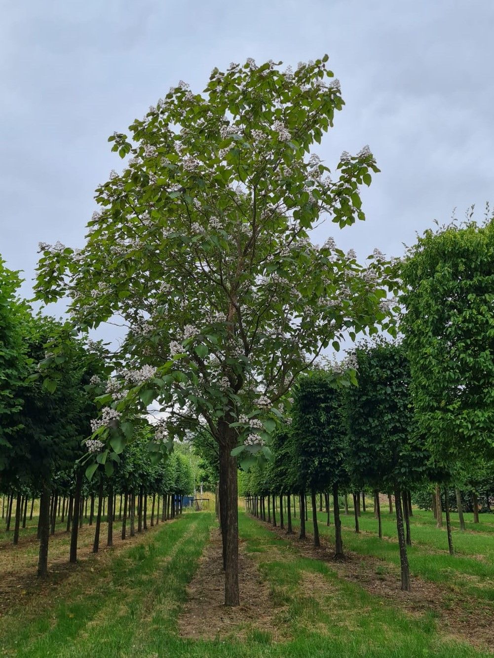 purperen-trompetboom Volwassen Purperen Trompetboom | Hoogstam