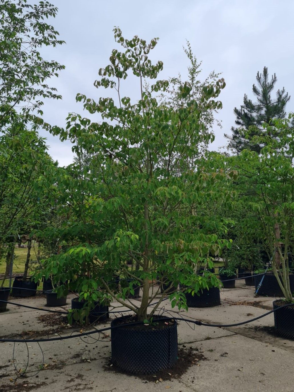 Jonge Reuzenkornoelje | Meerstammig