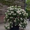 Jonge Rhodo 'Cunningham's White' | Struikvorm