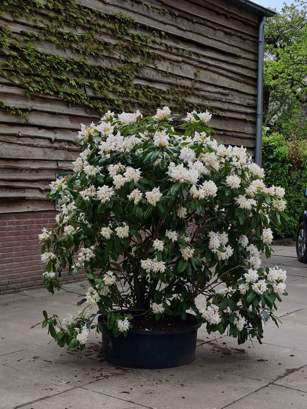 Jonge Rhodo 'Cunningham's White' | Struikvorm