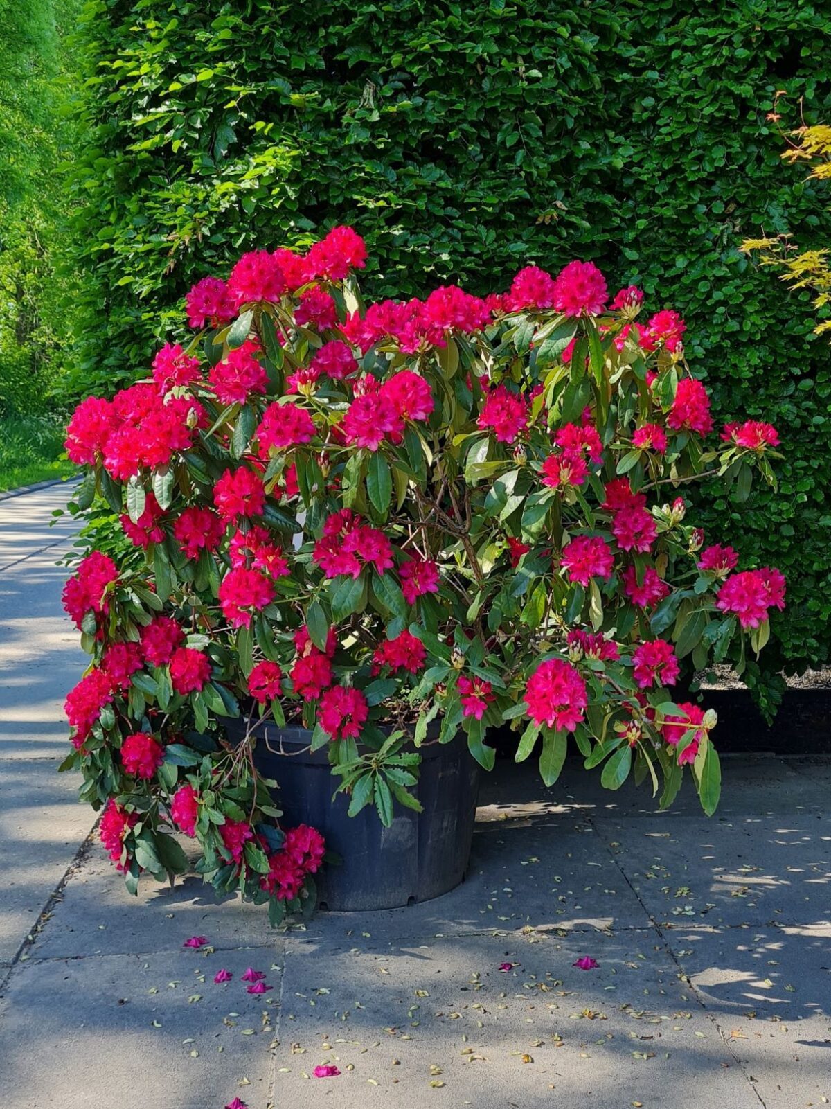 Jonge Rhododendron 'Nova Zembla' | Struikvorm