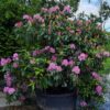 Jonge Rhodo ponticum 'Roseum' | Struikvorm