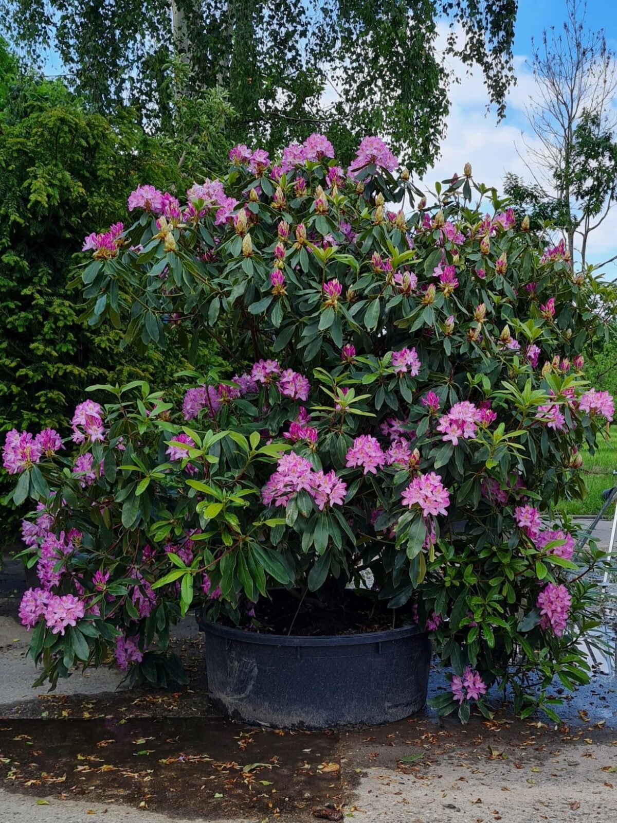 Jonge Rhodo ponticum 'Roseum' | Struikvorm