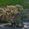 Jonge Rhodo 'Roseum Elegans' | Struikvorm