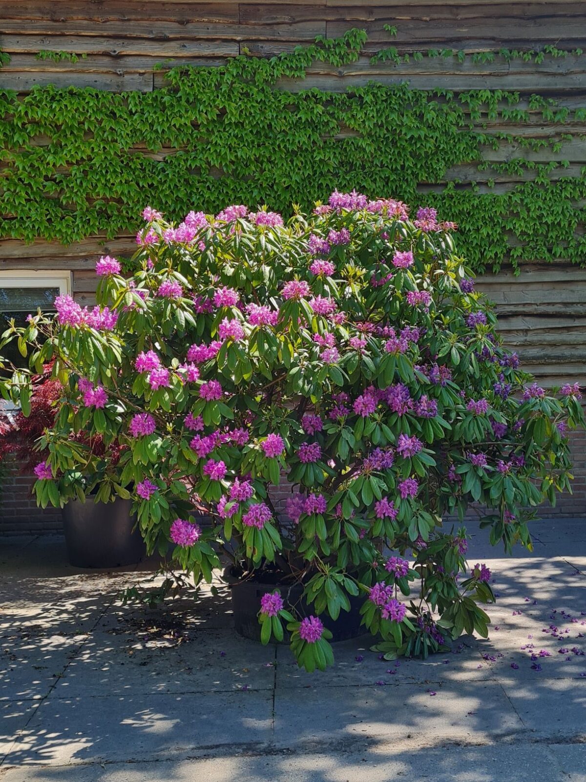 Jonge Rhodo 'Roseum Elegans' | Struikvorm