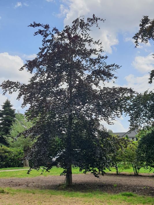 Volwassen Rode beuk | Hoogstam