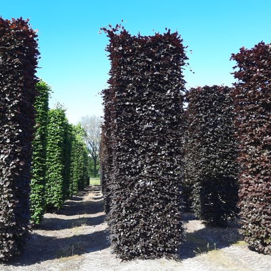 rode-beuk Volwassen Rode beuk | Pilaarvorm vierkant