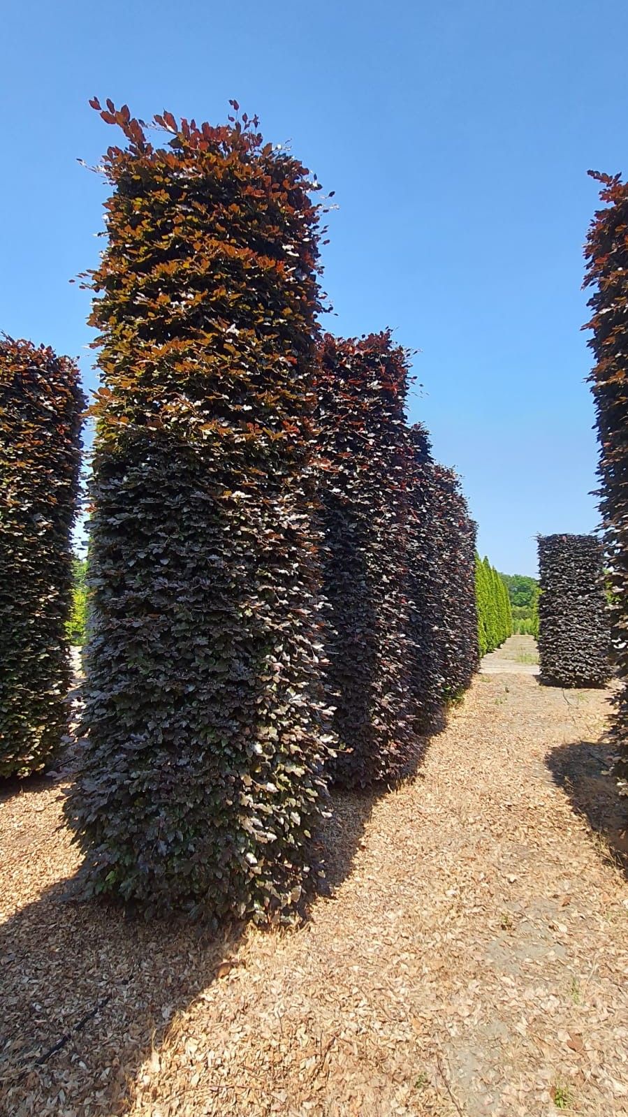 Volwassen Rode beuk | Pilaarvorm rond