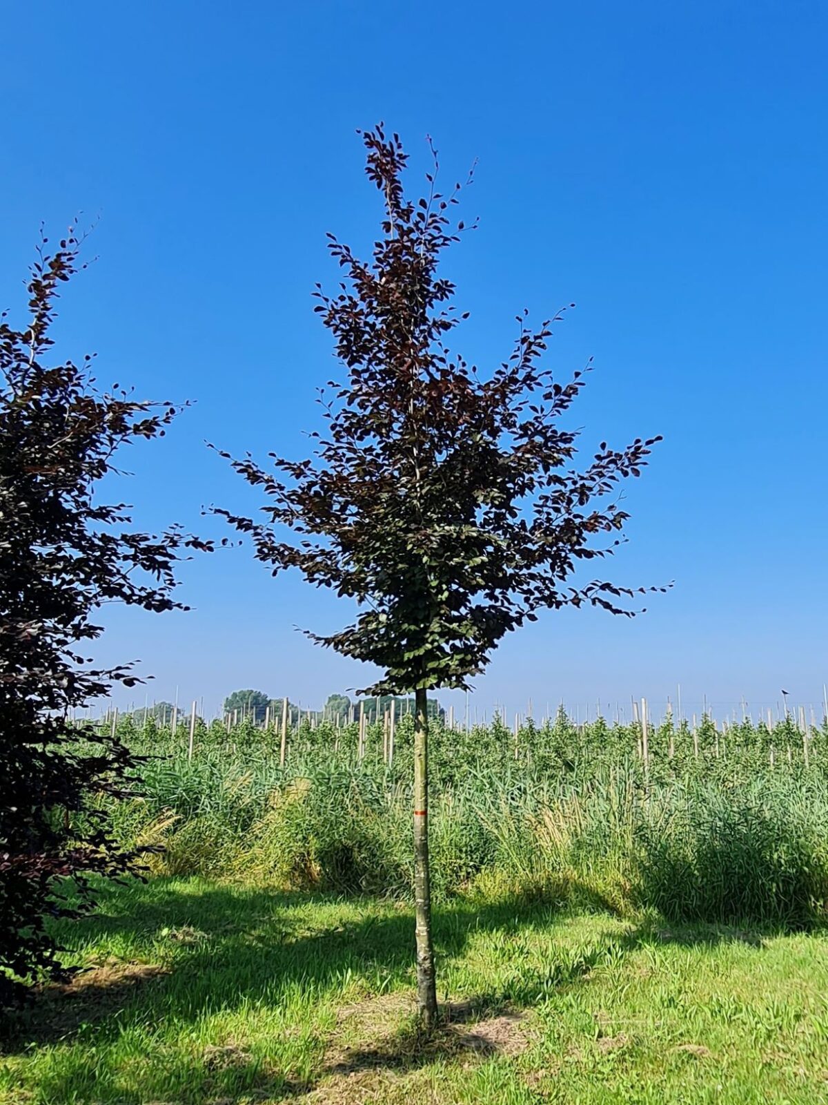 Jonge Rode beuk | Hoogstam