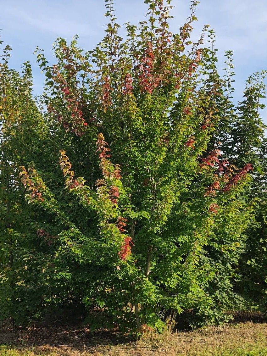 Jonge Rode esdoorn | Meerstammig