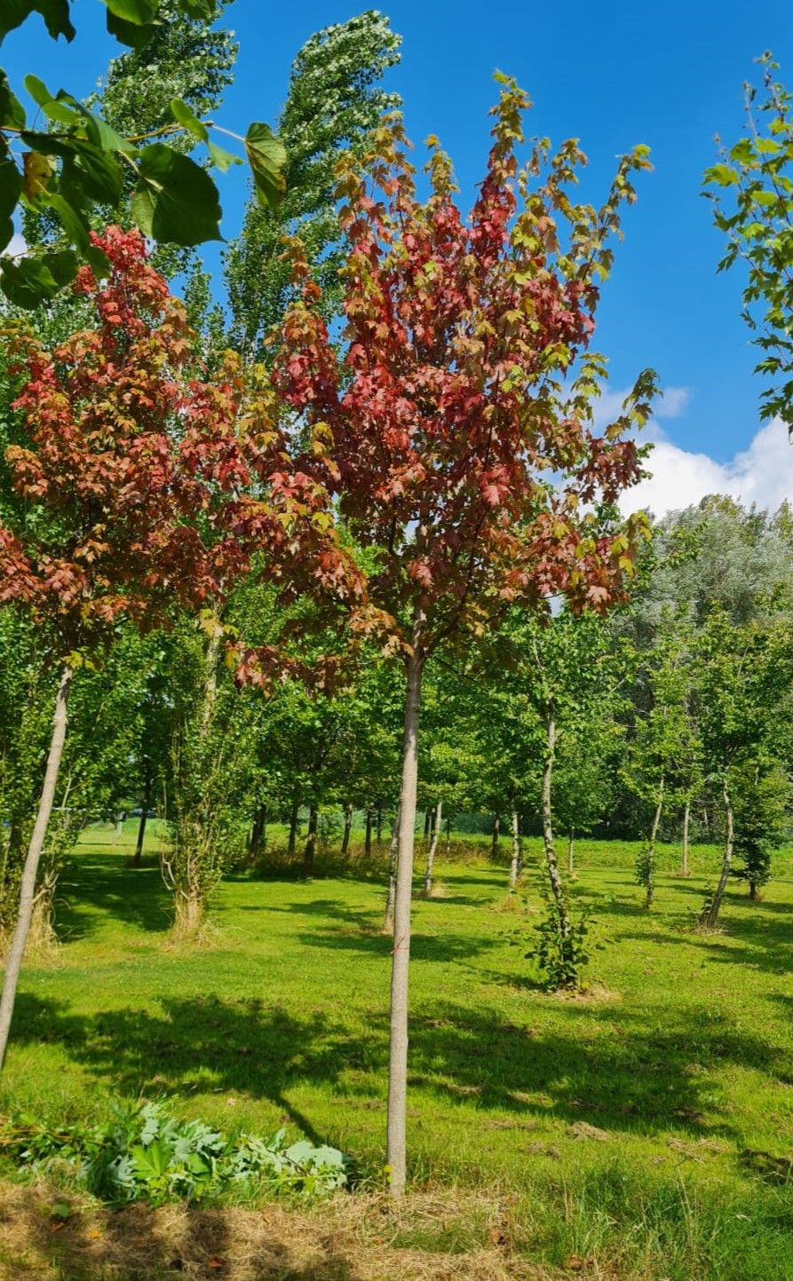 Jonge Rode esdoorn | Hoogstam