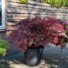 Jonge Japanse esdoorn 'Dissectum garnet' | Laagstam