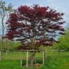 Volwassen Japanse esdoorn 'Atropurpureum' | Meerstammig