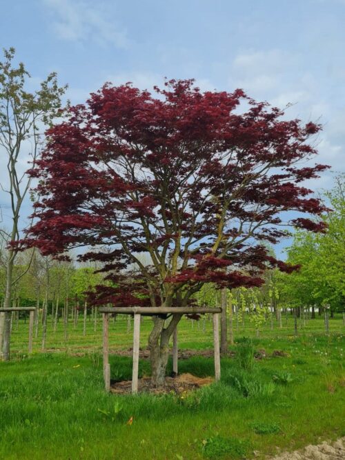 Japanse esdoorn 'Atropurpureum' | Meerstammig