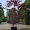 Volwassen Japanse esdoorn 'Bloodgood' | Meerstammig