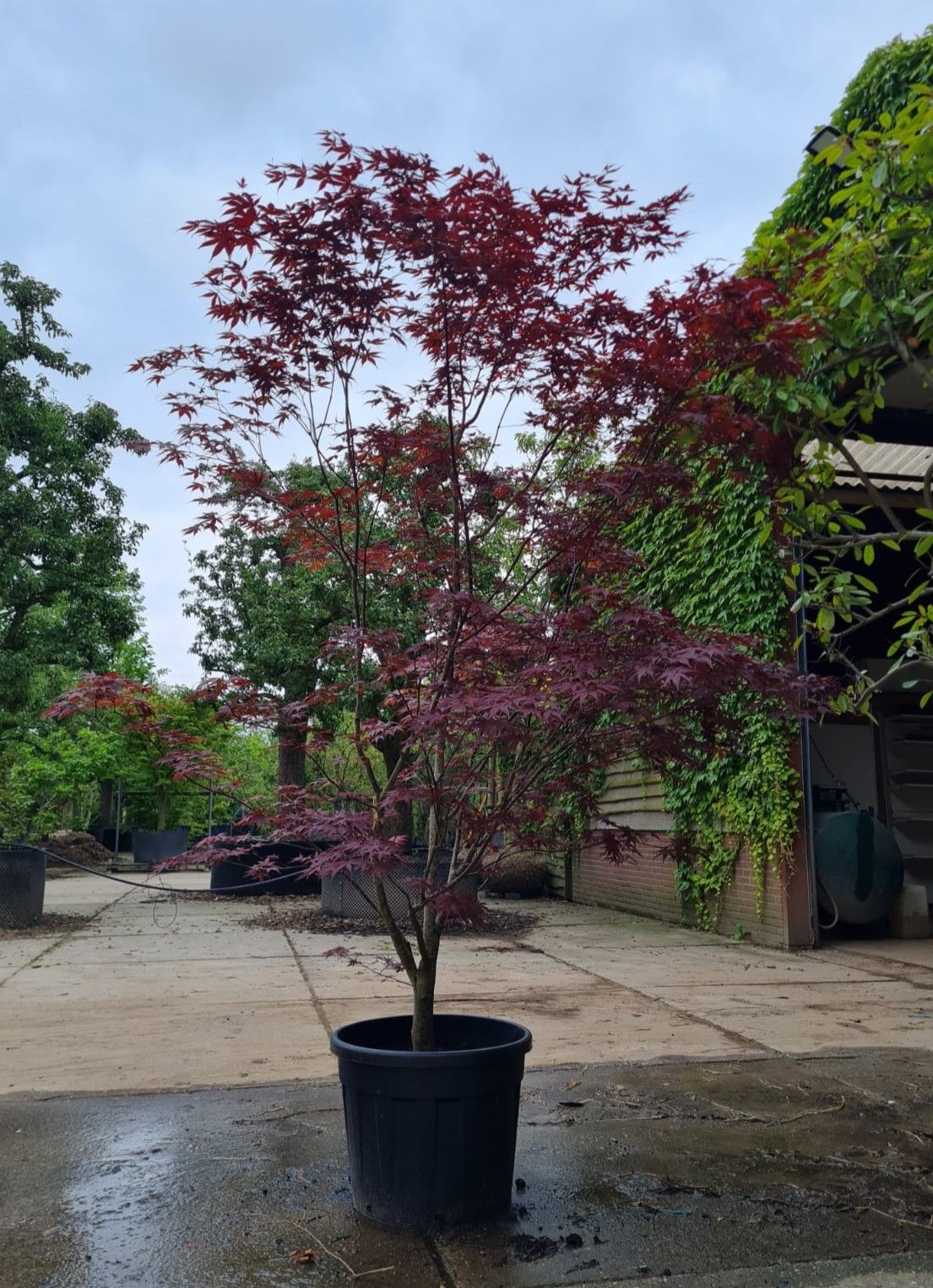 Volwassen Japanse esdoorn 'Bloodgood' | Meerstammig