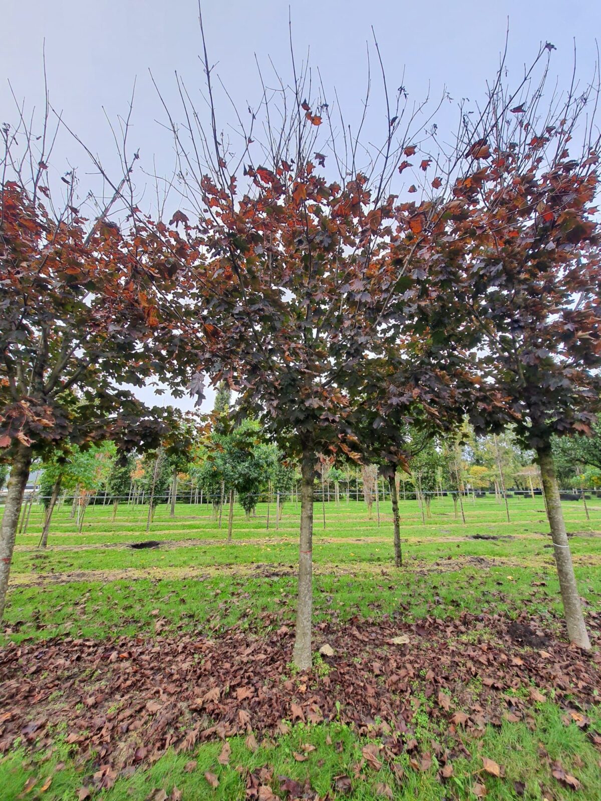 Jonge Rode Noorse esdoorn | Hoogstam