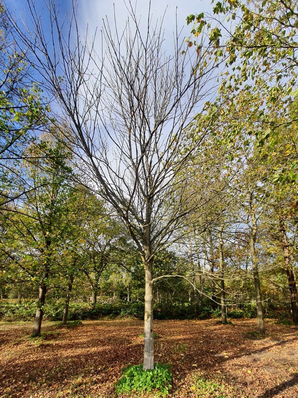 rode-paardenkastanje Rode paardenkastanje