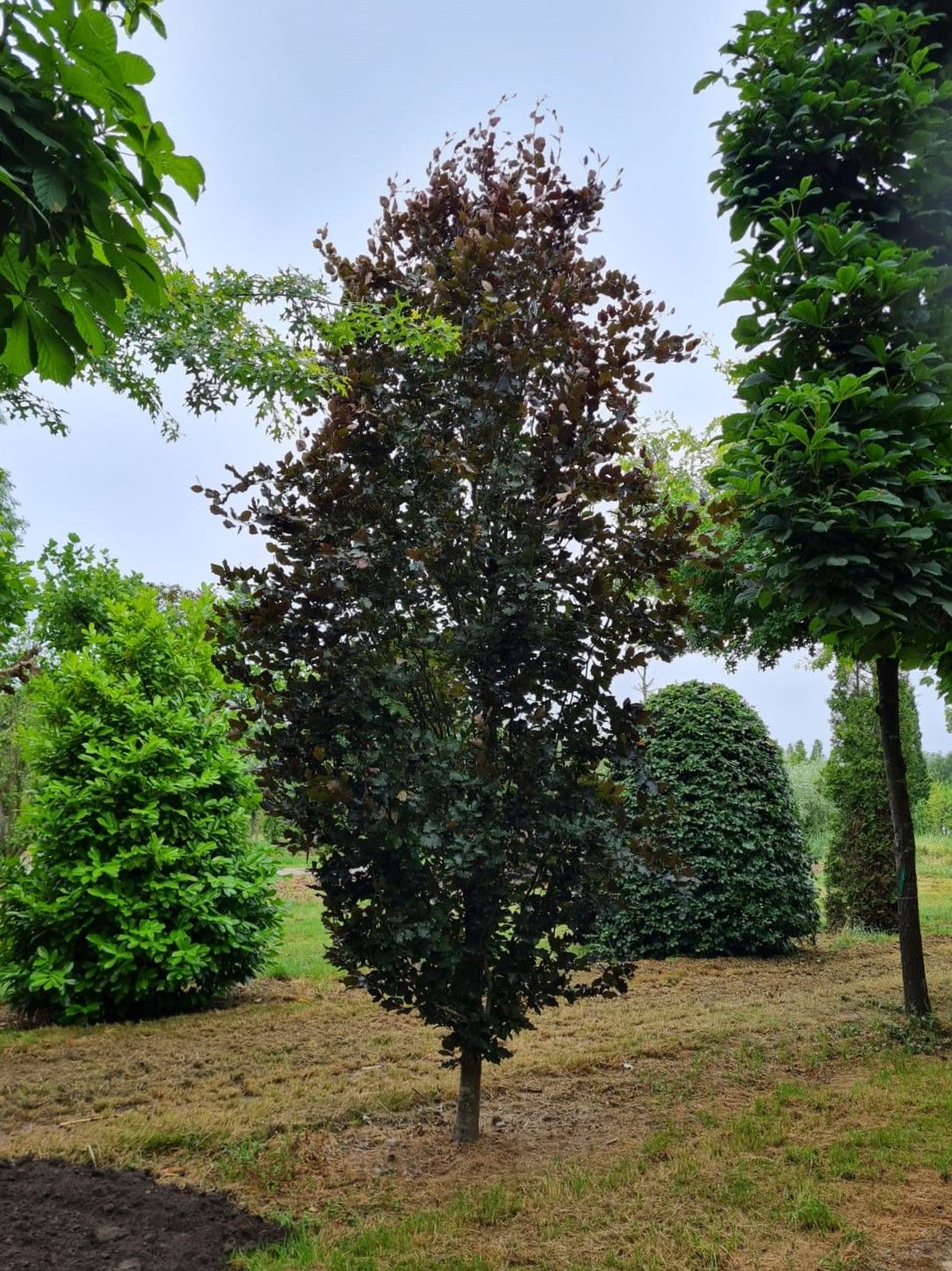 Jonge Rode zuilbeuk 'Dawyck Purple' | Laagstam