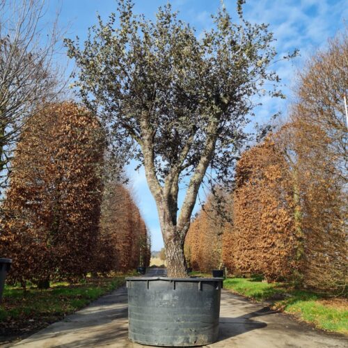 Rondbladige steeneik | Halfstam / solitair