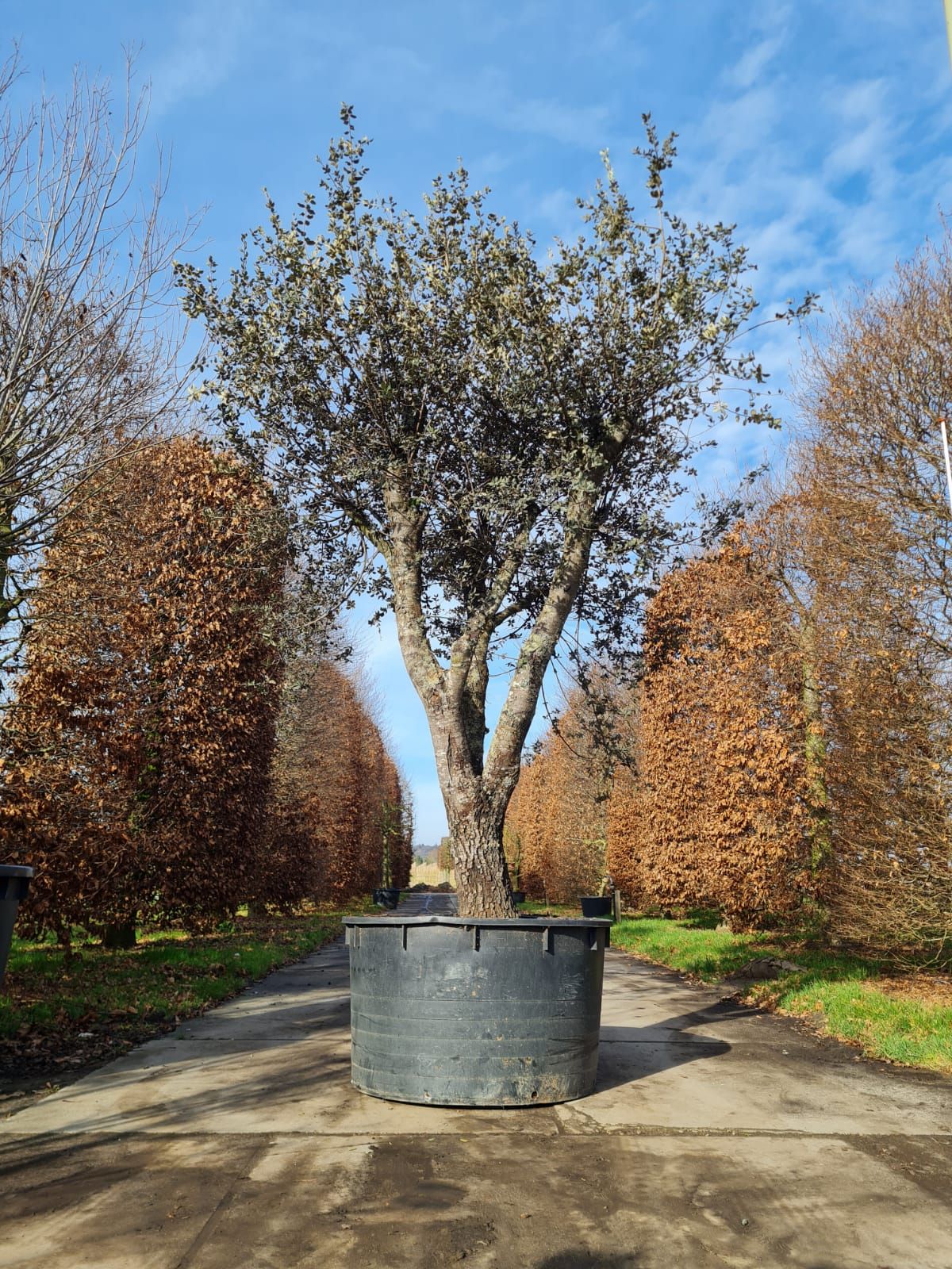 rondbladige-steeneik-hoogstam Rondbladige steeneik | Halfstam / solitair