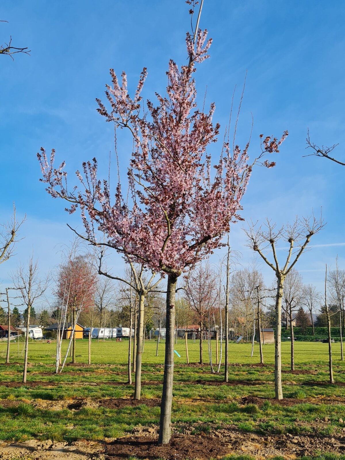 Volwassen Rode kerspruim | Hoogstam