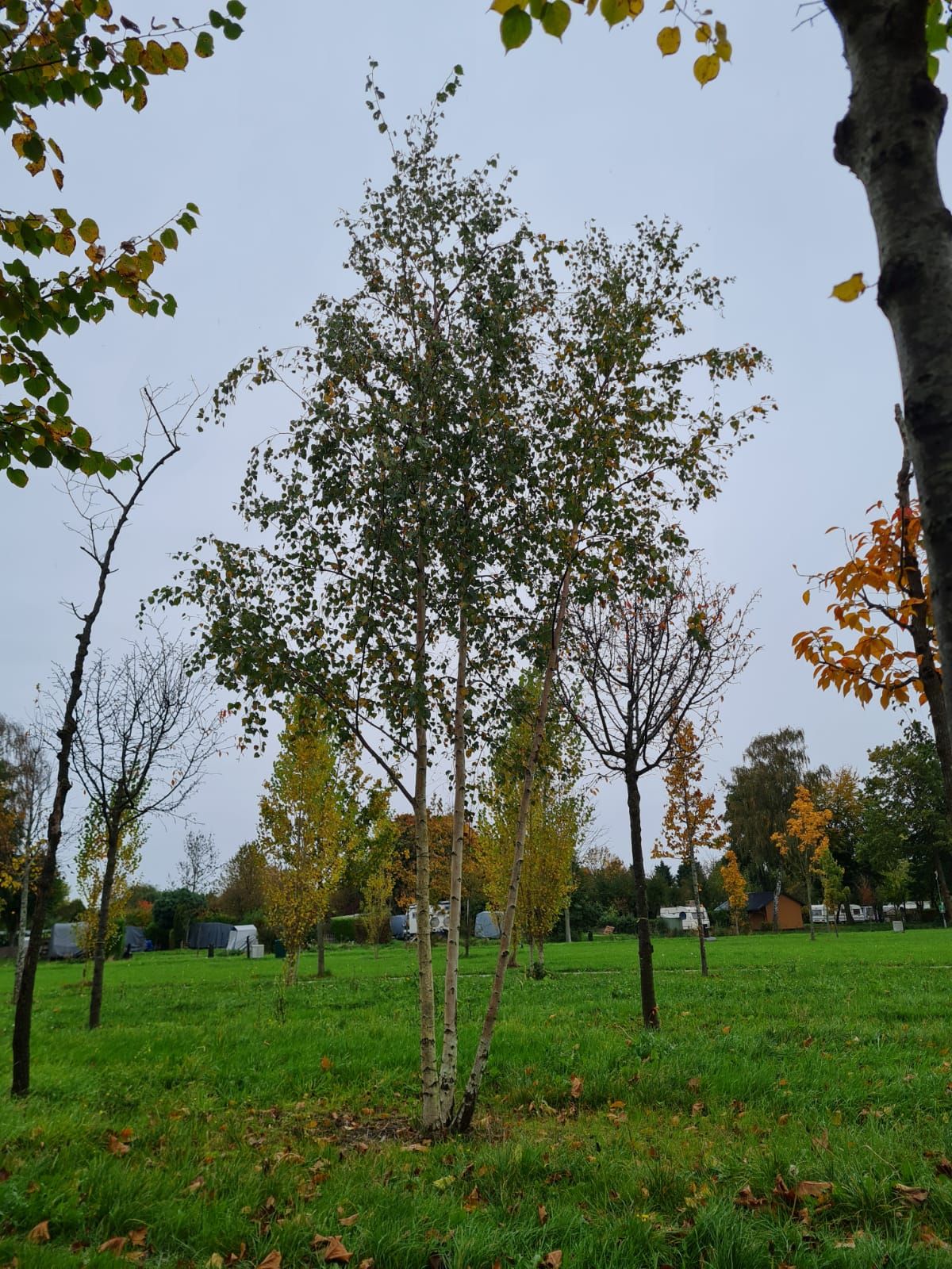 Jonge Ruwe berk | Meerstammig