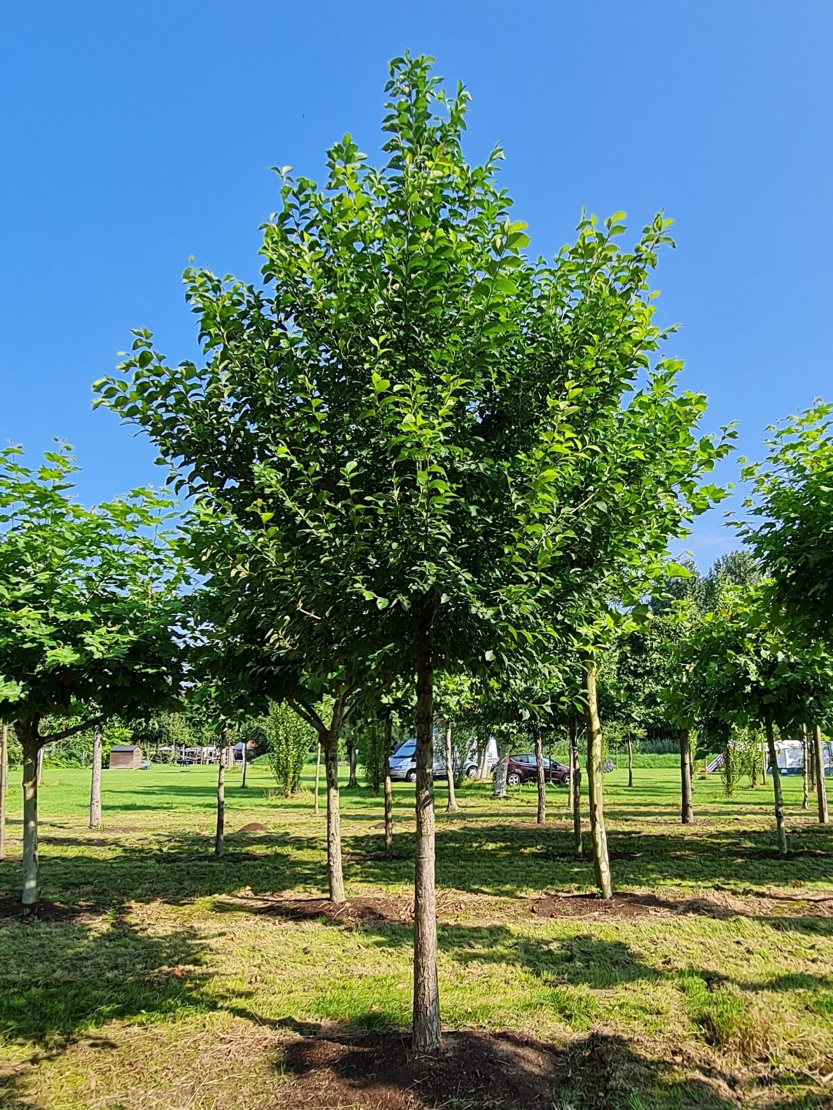 Jonge Ruwe Iep | Hoogstam