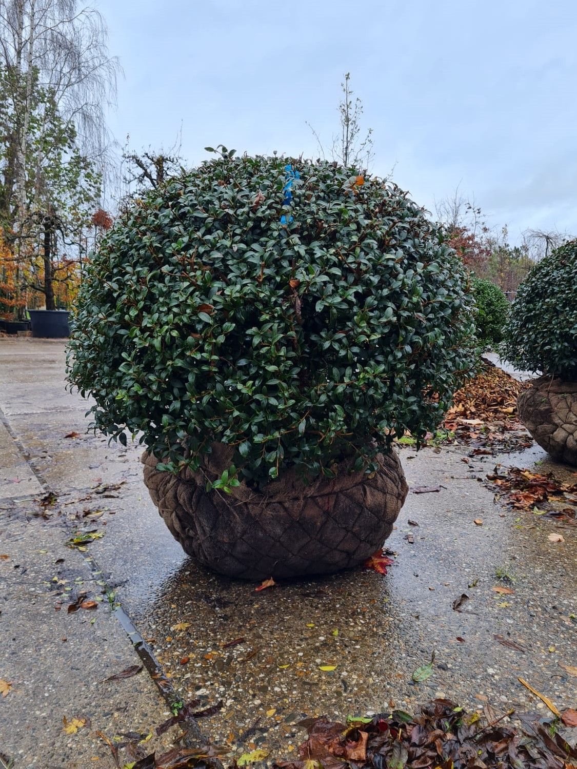 Jonge Schijnhulst | Bolvorm
