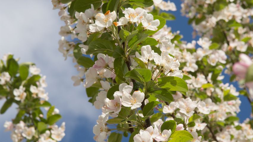Jonge Sierappel 'Red Sentinel' | Hoogstam