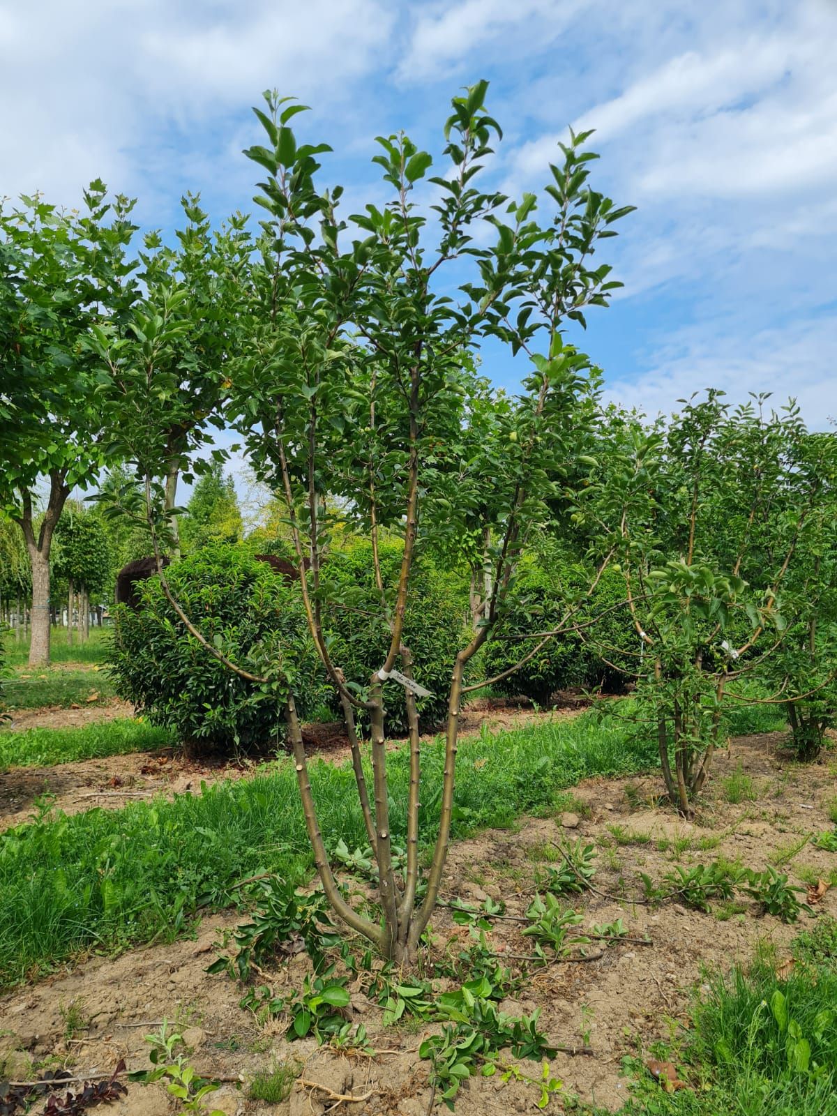 Jonge Sierappel 'John Downie' | Meerstammig