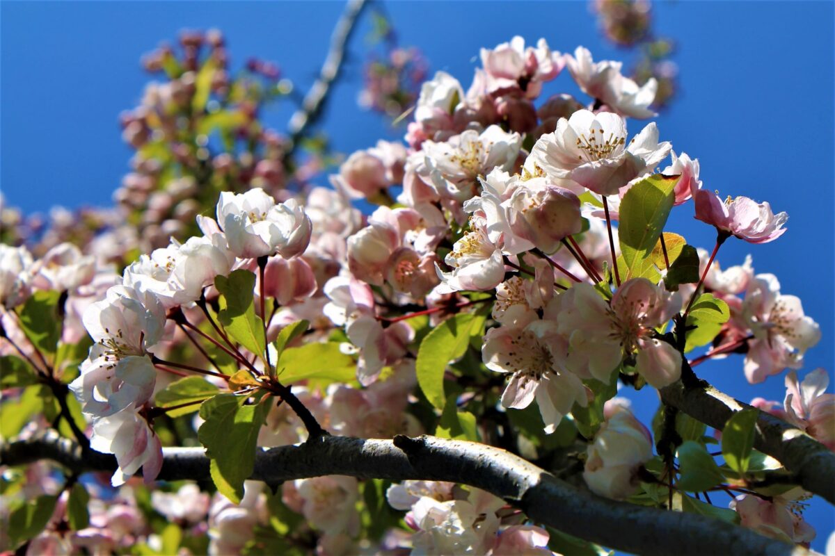 sierappel-liset-hoogstam Volwassen Sierappel 'Liset' | Hoogstam