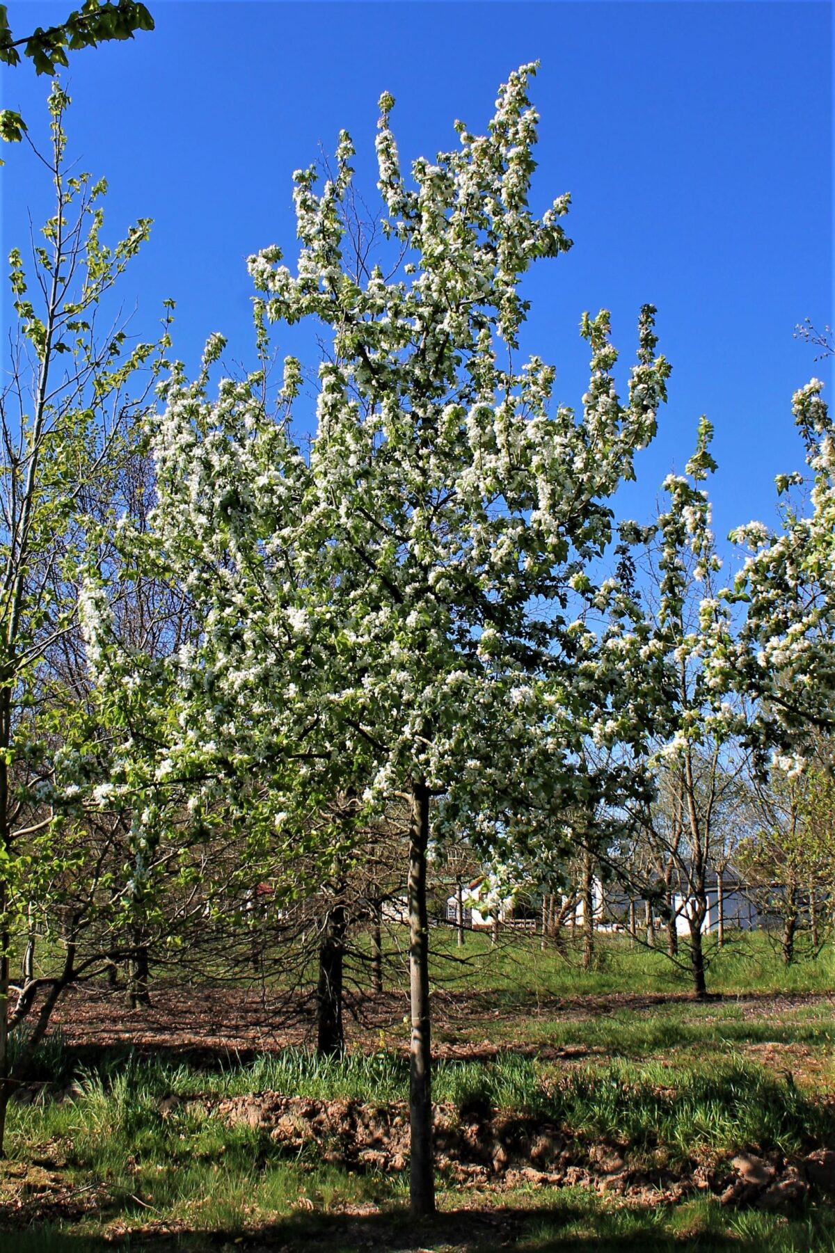 sierappel-professor-sprenger-hoogstam- Volwassen Sierappel 'Prof. Sprenger' | Hoogstam
