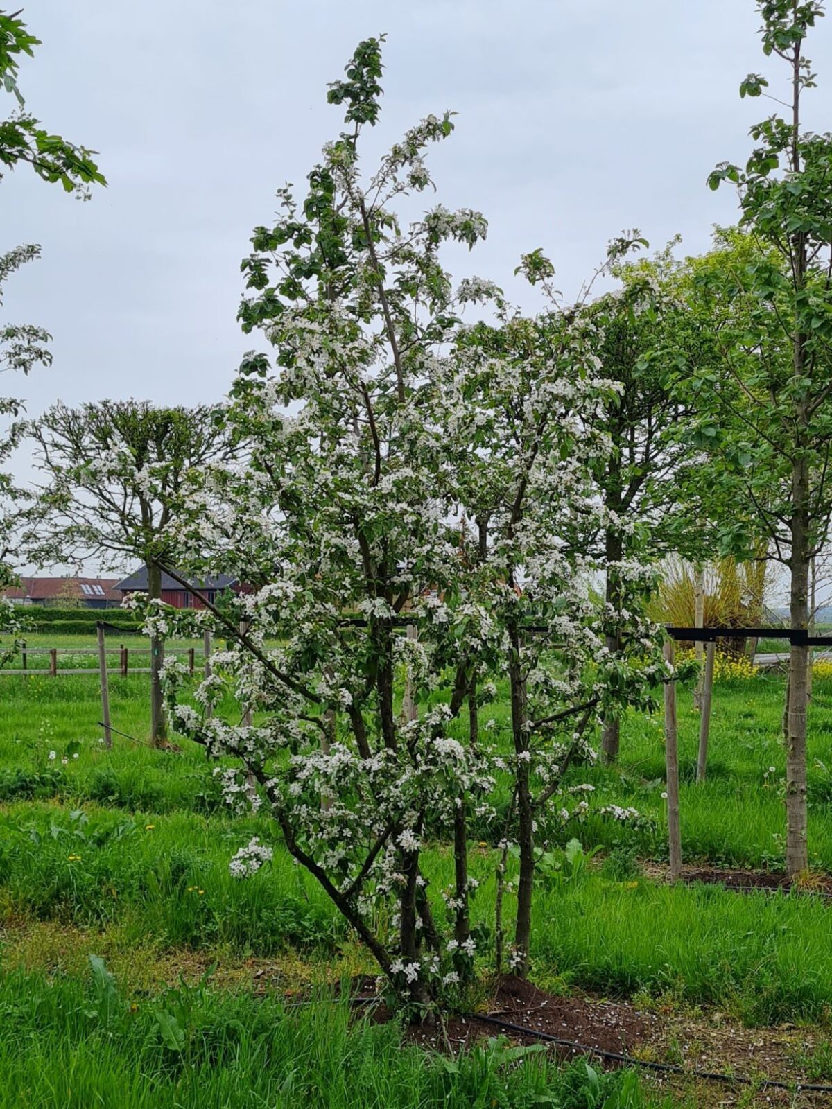 sierappel-professor-sprenger-meerstammig Jonge Sierappel 'Prof. Sprenger' | Meerstammig