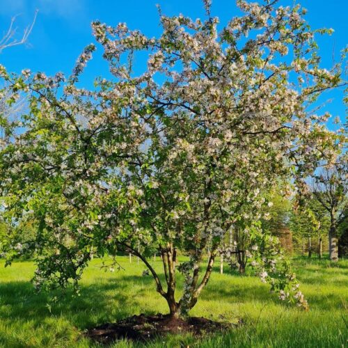 Volwassen Sierappel 'Prof. Sprenger' | Meerstammig