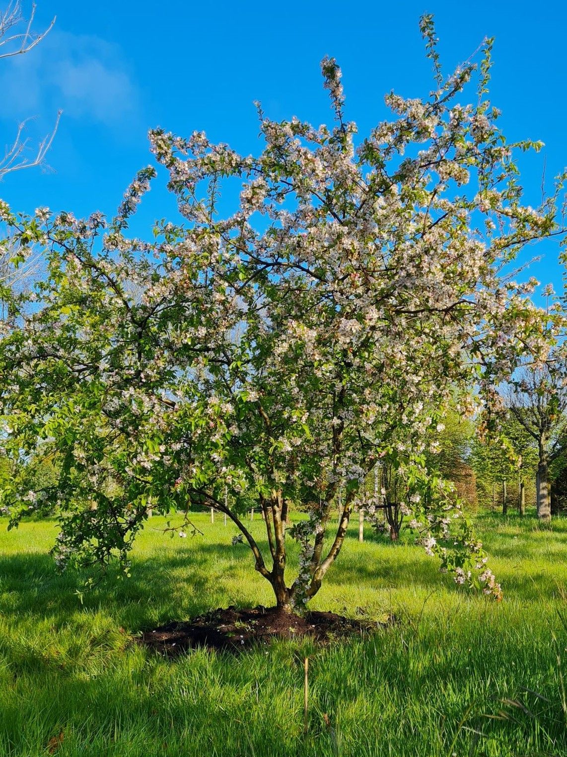 Volwassen Sierappel 'Prof. Sprenger' | Meerstammig