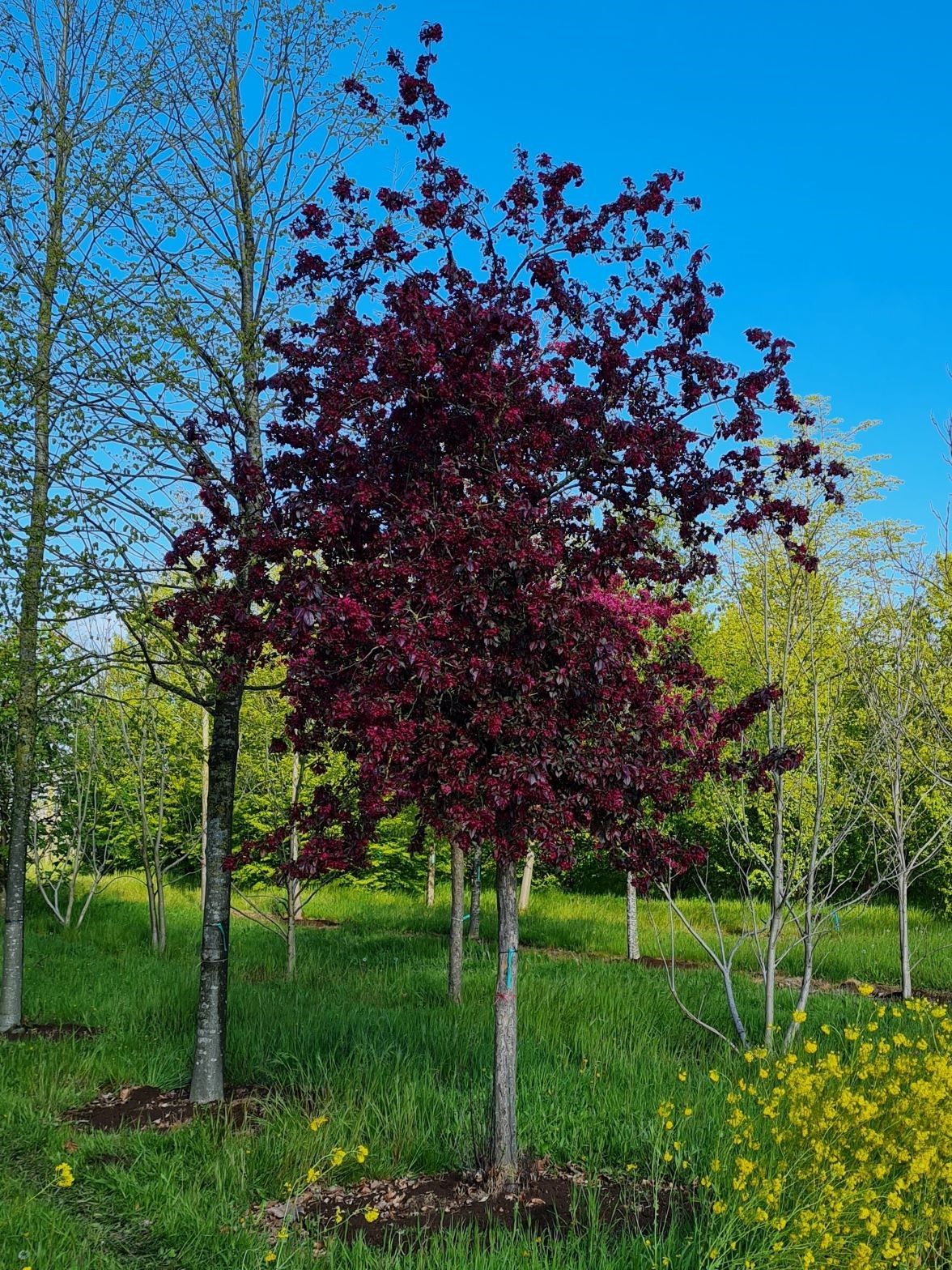 sierappel-royalty-hoogstam Volwassen Sierappel 'Royalty' | Hoogstam