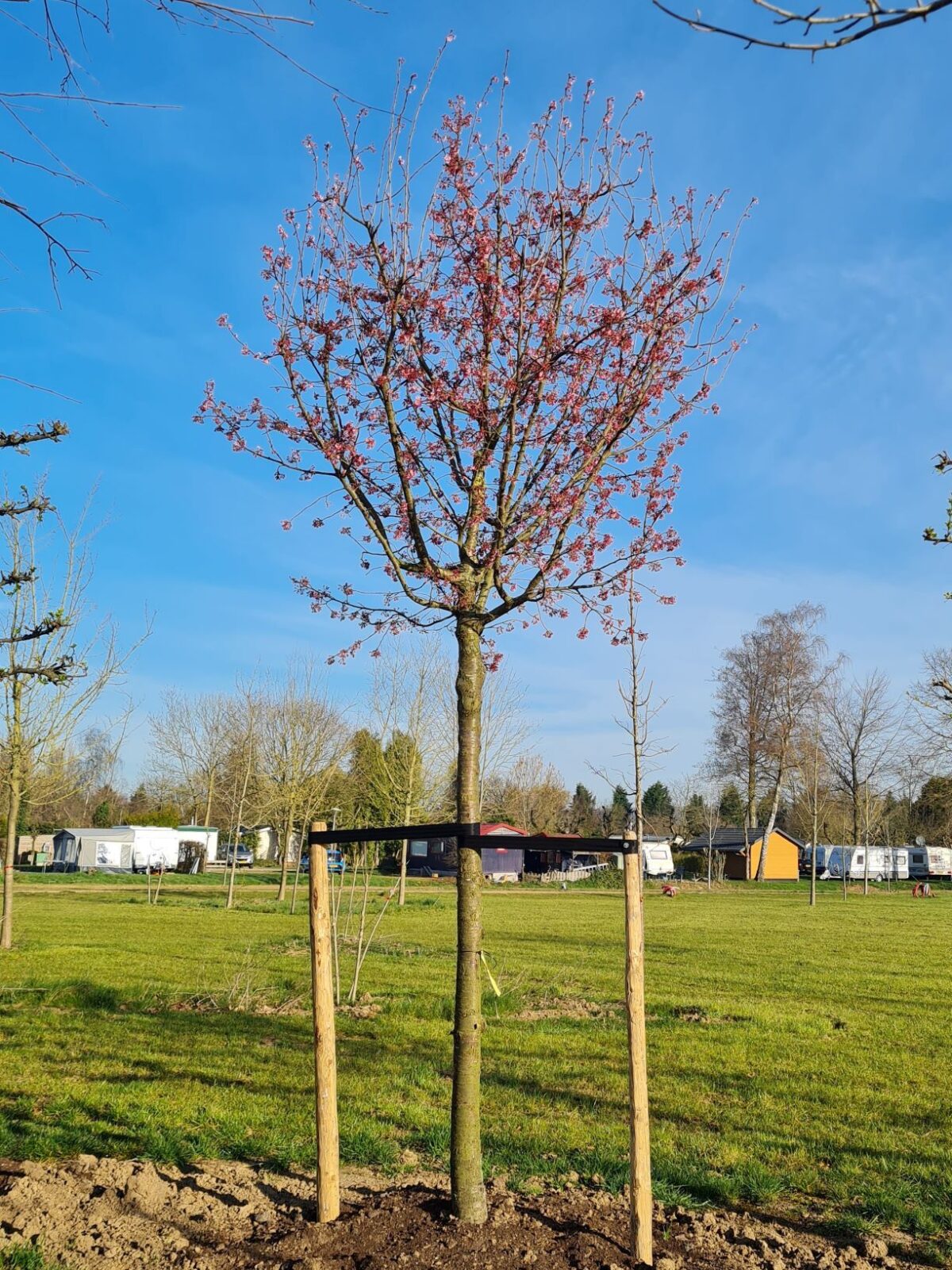 Jonge Japanse Sierkers 'Sargent' | Hoogstam