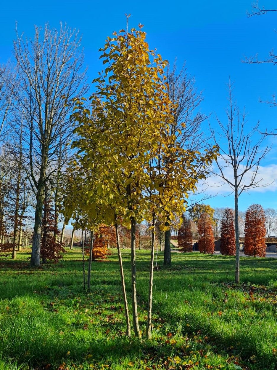 sierpeer-chanticleer- Jonge Sierpeer 'Chanticleer' | Meerstammig