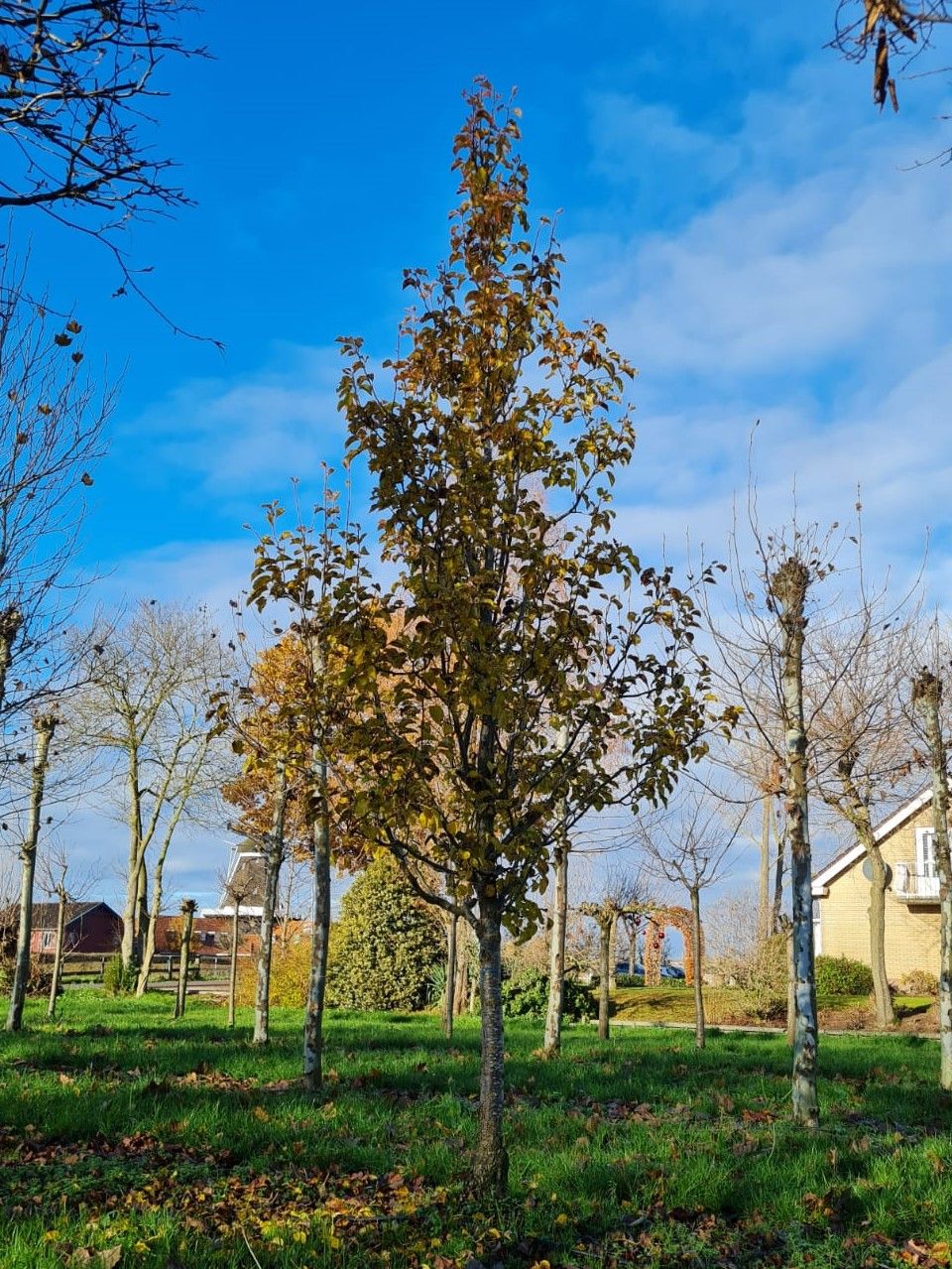 Jonge Sierpeer 'Chanticleer' | Hoogstam